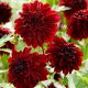 Dalia - Soulman - zawilcowa