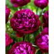 Piwonia, Paeonia - Peter Brand - sadzonka