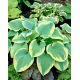 Funkia - Hosta Robert Frost