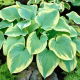 Funkia - Hosta Robert Frost