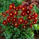 Dalia - Topmix Purple