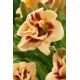 Liliowiec Roswitha