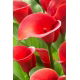 Calla Red Alert