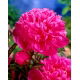 Piwonia, Paeonia - Amabilis - sadzonka