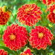 Dalia - Maxime