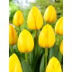Tulipan Novi Sun - 5 szt.