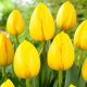 Tulipan Novi Sun - 50 szt.
