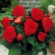 Begonia strzępiasta - czerwona - 2 szt.