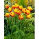 Tulipan Bonanza - 50 szt.