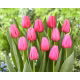 Tulipan Big Love - 5 szt.