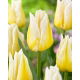 Tulipan Flaming Agrass - 5 szt.