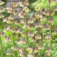 Szachownica perska - Green Dreams