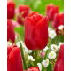 Tulipan Red Jimmy - 5 szt.