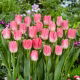 Tulipan Dynasty - 5 szt.