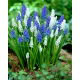 Szafirek - Muscari - kompozycja biało-niebieska - 60 szt.