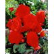 Begonia strzępiasta - czerwona - 2 szt.