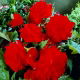 Begonia pełna - czerwona - 2 szt.
