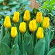 Tulipan Caractere - 50 szt.