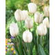 Tulipan biały - White - 50 szt.