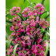 Czosnek kazachstański - Allium oreophilum - 20 szt.