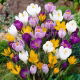 Krokus wielkokwiatowy mix - opak. 10 szt.