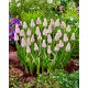 Szafirek różowy - Muscari Pink Sunrise - 1 szt.