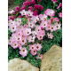 Szczawik chilijski - Oxalis Adenophylla - 5 szt.