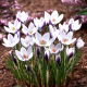 Krokus Lady Killer i Orange Monarch - mix - 10 szt.