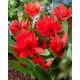 Tulipan botaniczny - Tubergen's Variety - 5 szt.