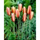 Tulipan botaniczny - Cynthia - 5 szt.
