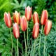 Tulipan botaniczny - Cynthia - 5 szt.