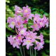 Amaryllis prawdziwy - Belladonna - duża paczka! - 10 szt.