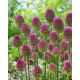 Czosnek główkowaty - Allium sphaerocephalon - 20 szt.