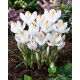 Krokus Jeanne d'Arc - 10 szt.