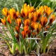 Krokus Lady Killer i Orange Monarch - mix - 10 szt.