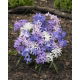 Śnieżnik lśniący mix - Chionodoxa luciliae mix - 10 szt.
