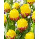 Tulipan Ice Cream Banana - lodowy - 5 szt.