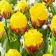 Tulipan Ice Cream Banana - lodowy - 5 szt.