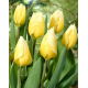 Tulipan Sweetheart - duża paczka! - 50 szt.
