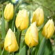 Tulipan Sweetheart - 5 szt.