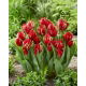 Tulipan Red Spider - duża paczka! - 50 szt.