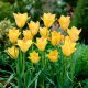 Tulipan Batalinii Bronze Charm - 5 szt.