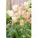 Tulipan Elegant Lady - 5 szt.