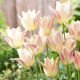 Tulipan Elegant Lady - 5 szt.