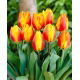 Tulipan Flair - 5 szt.