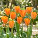 Tulipan Orange Emperor - duża paczka! - 50 szt.