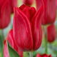 Tulipan Strong Love - 5 szt.