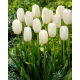 Tulipan Catharina - 5 szt.