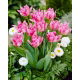 Tulipan Peach Blossom - duża paczka! - 50 szt.