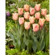 Tulipan Apricot Foxx - duża paczka! - 50 szt.